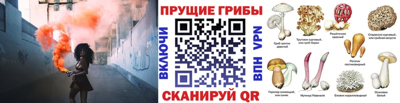 Псилоцибиновые грибы Cubensis Сосногорск